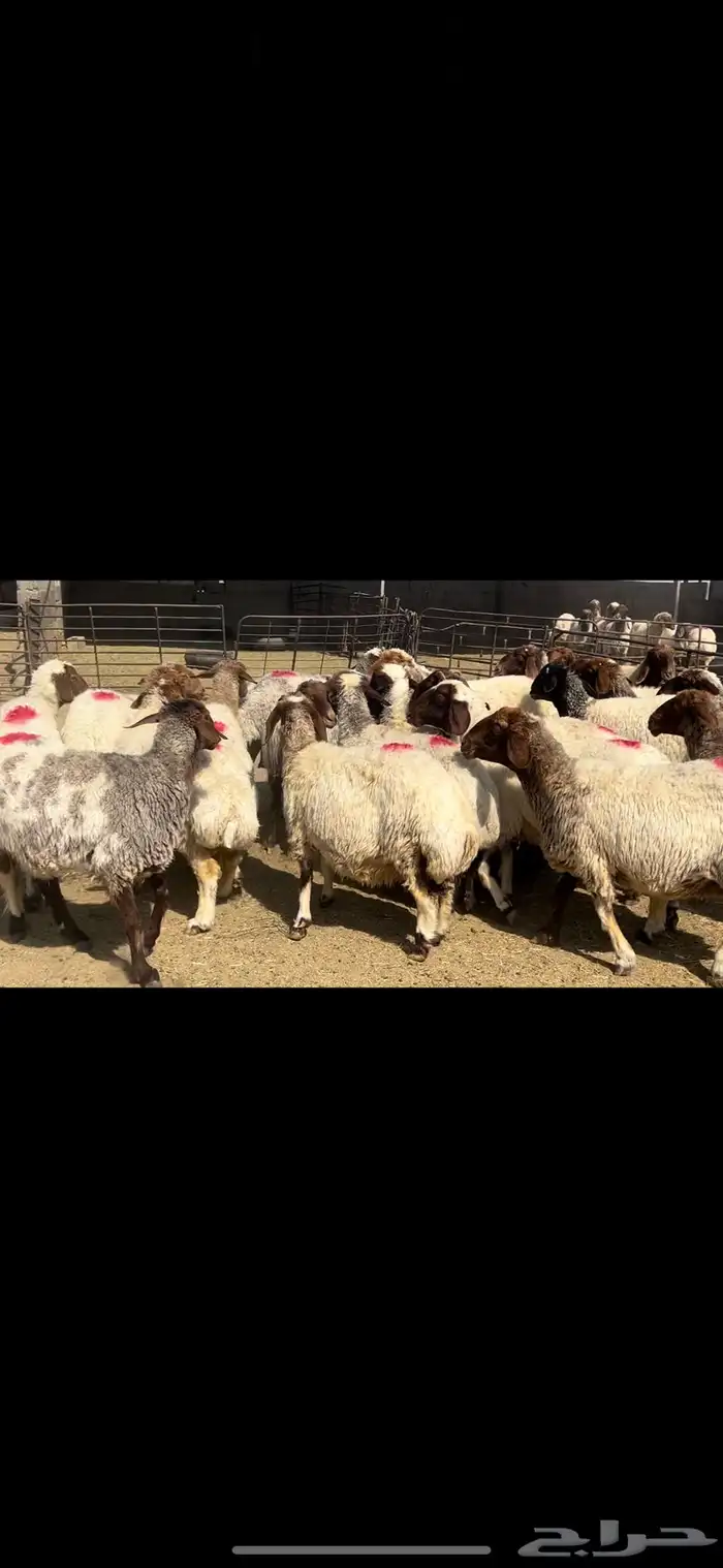 غنم نعيم شرط الدفيع . 11