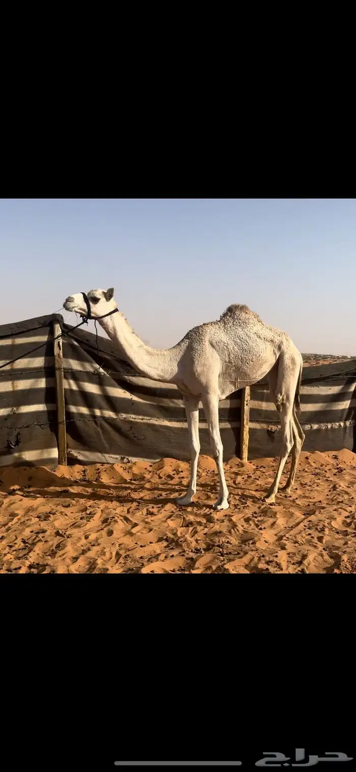 بكره ذلول هجن 2