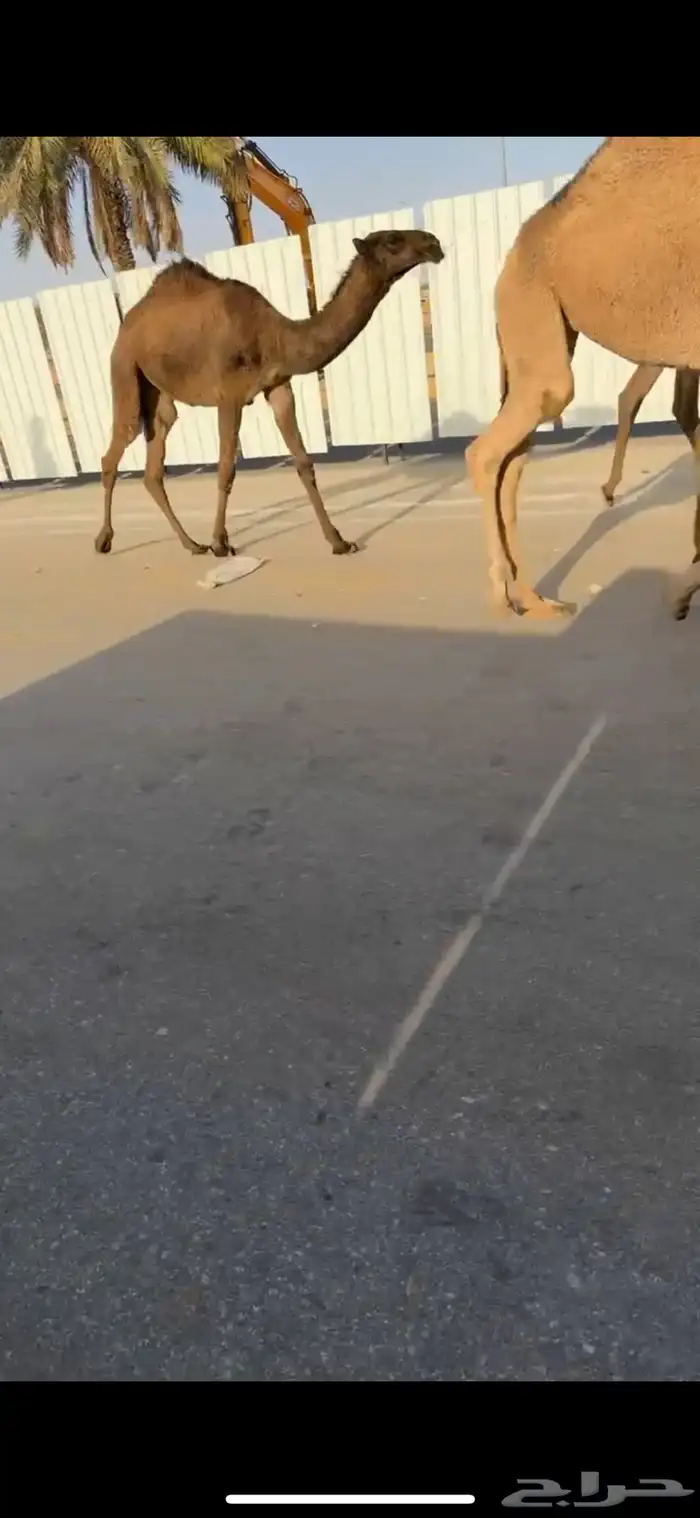 للبيع البكار العدد 5 7