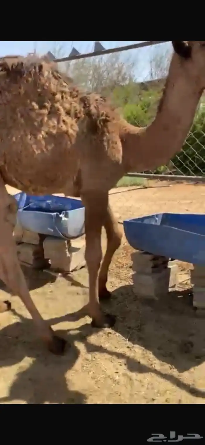 قعودين طيبه جدا الموقع غرب الافلاج ويوجد توصيل لشاري 0