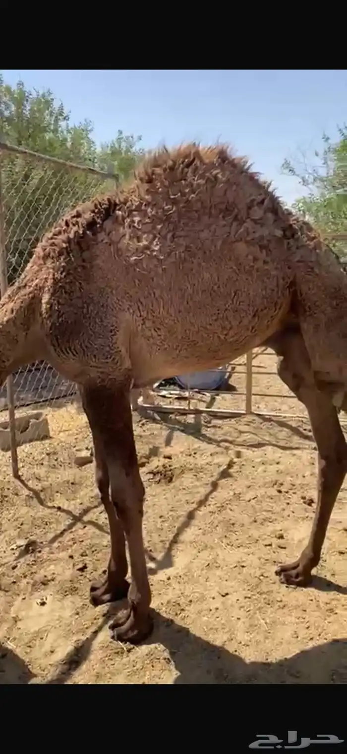 قعودين طيبه جدا الموقع غرب الافلاج ويوجد توصيل لشاري 5