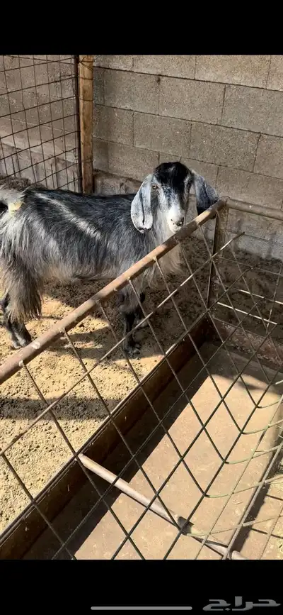 للبيع عنز حايل index
