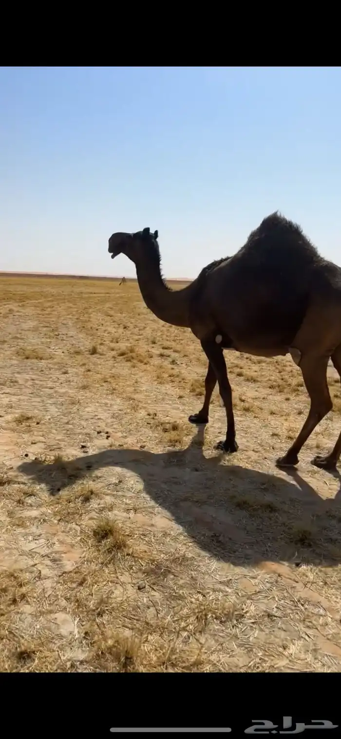 لقحة طيبه 1