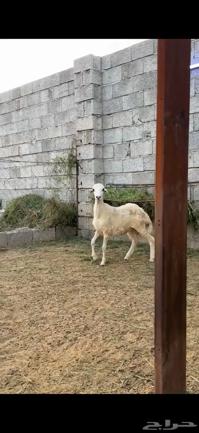 مشروع فحل مهجن حري 0