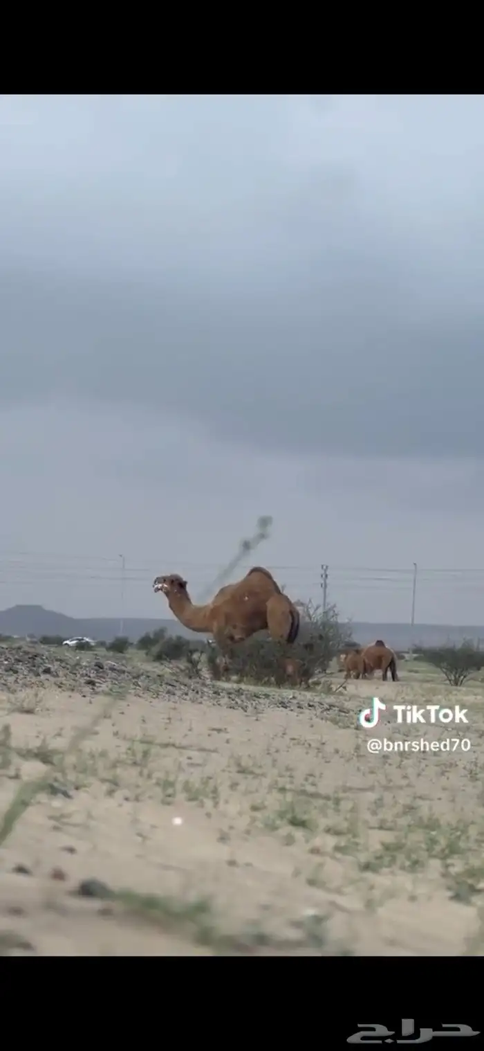 بعير احمر 0
