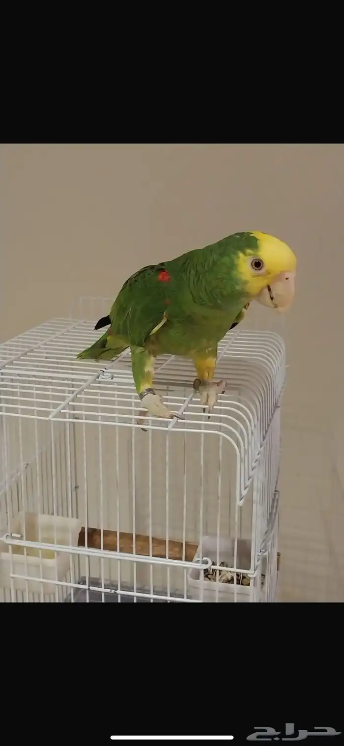 بغبغا 2