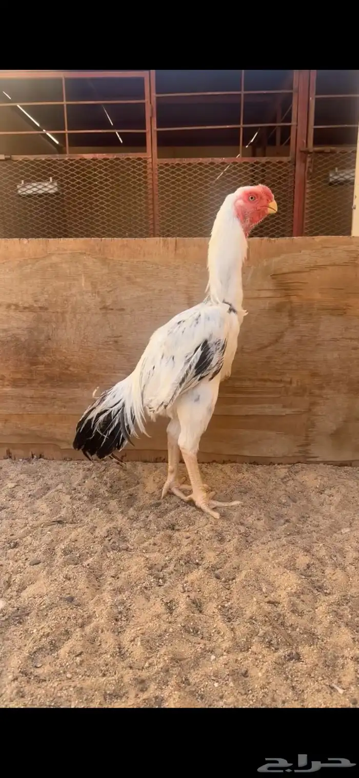 ديك فارسي للبيع 0