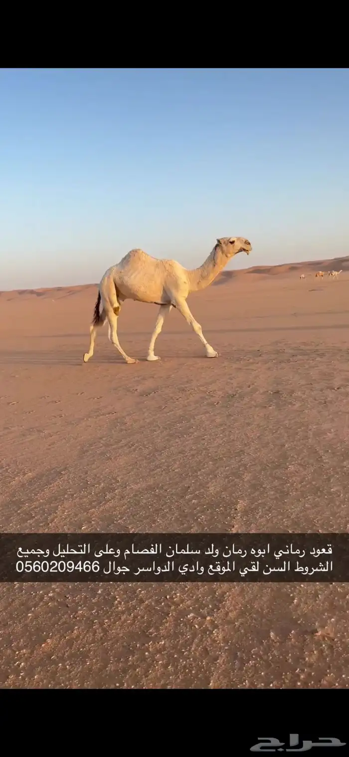 لقيه رماني طيب 1