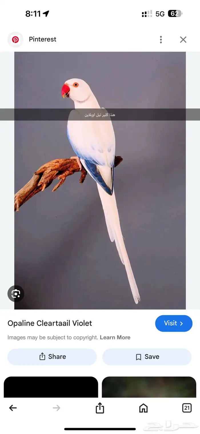 للبيع انثى قرين اوبلاين (طفرة) جاهزة للانتاج 4