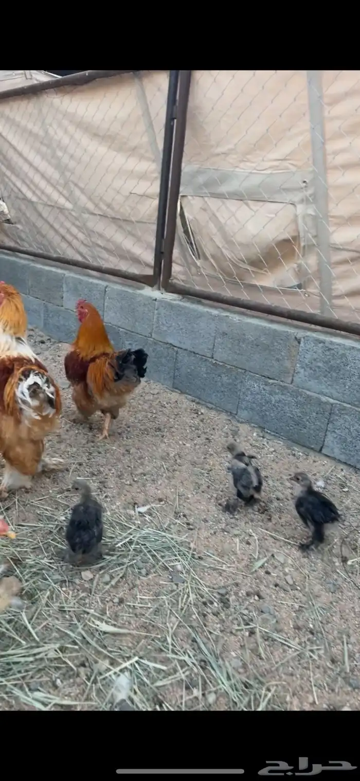 دجاج ابراهما للبيع 0