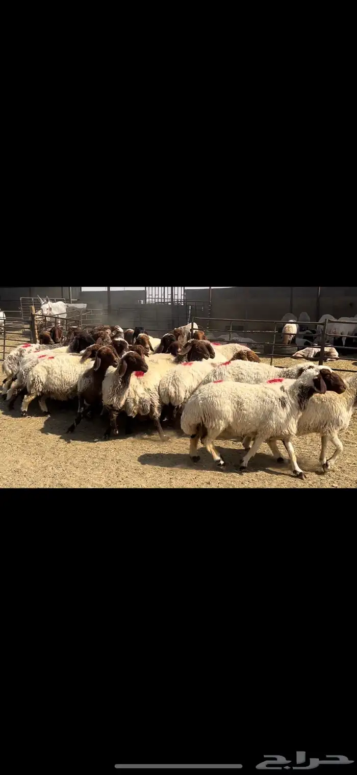 غنم نعيم شرط الدفيع . 7
