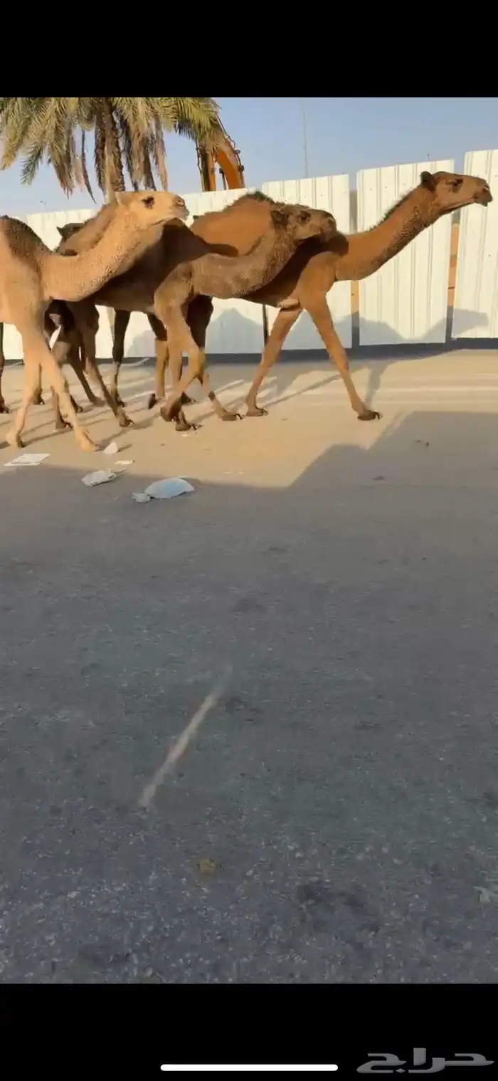 للبيع البكار العدد 5 6