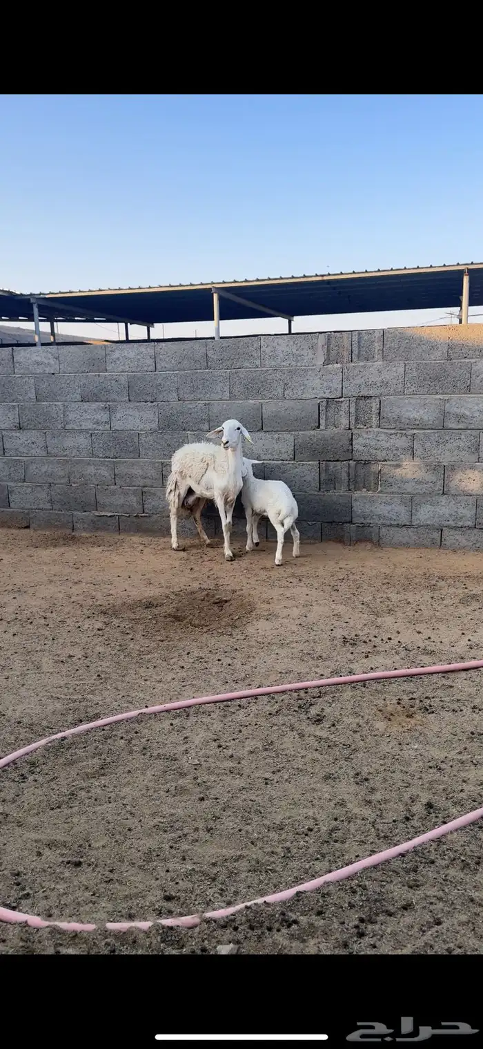 شاه حريه صنف من حلال الطايف تحتها رخل 0