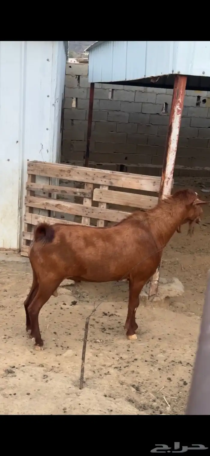 تيس فحل اجم مشروط السن جامع شبب طول وجنب بسم الله ماشاءالله 1