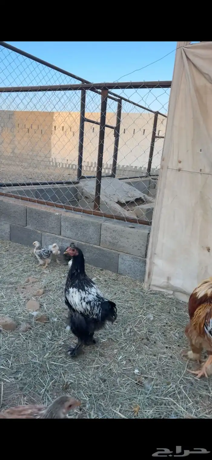 دجاج ابراهما للبيع 5