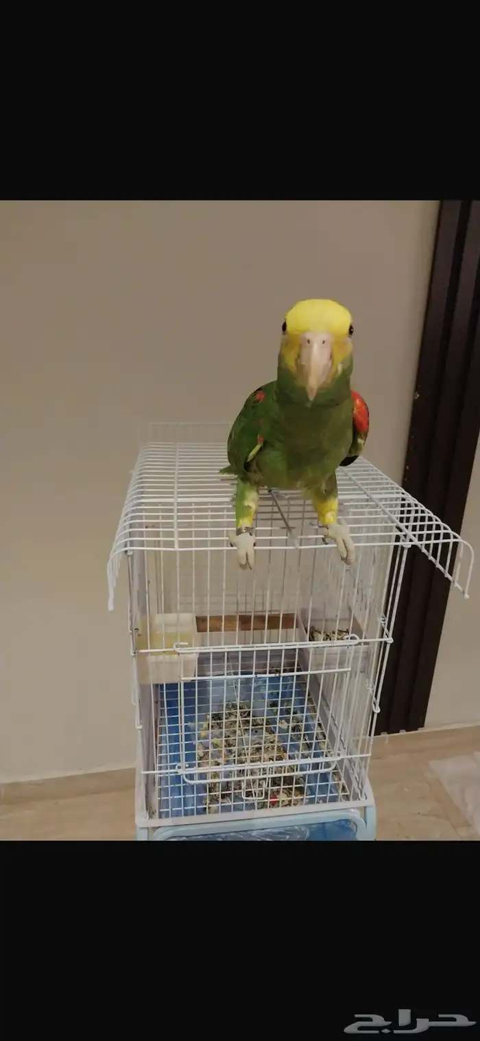 بغبغا 1