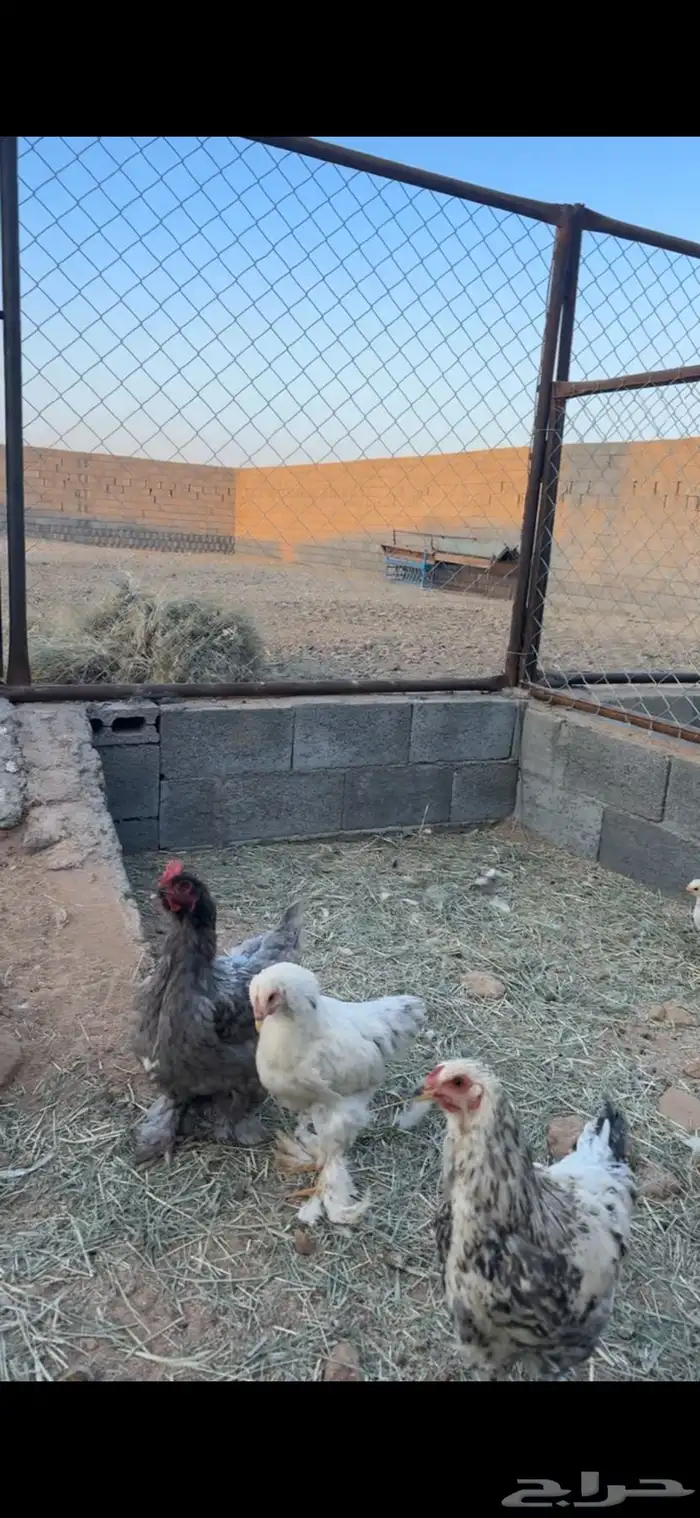 دجاج ابراهما للبيع 6