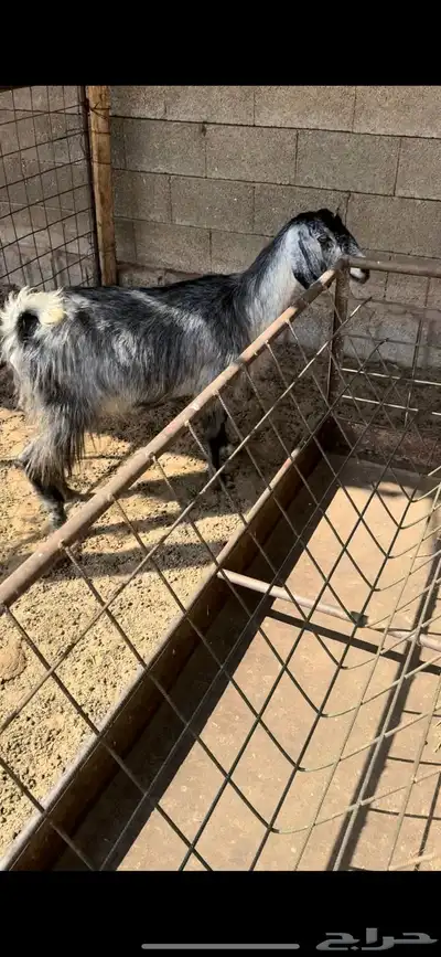 للبيع عنز حايل index