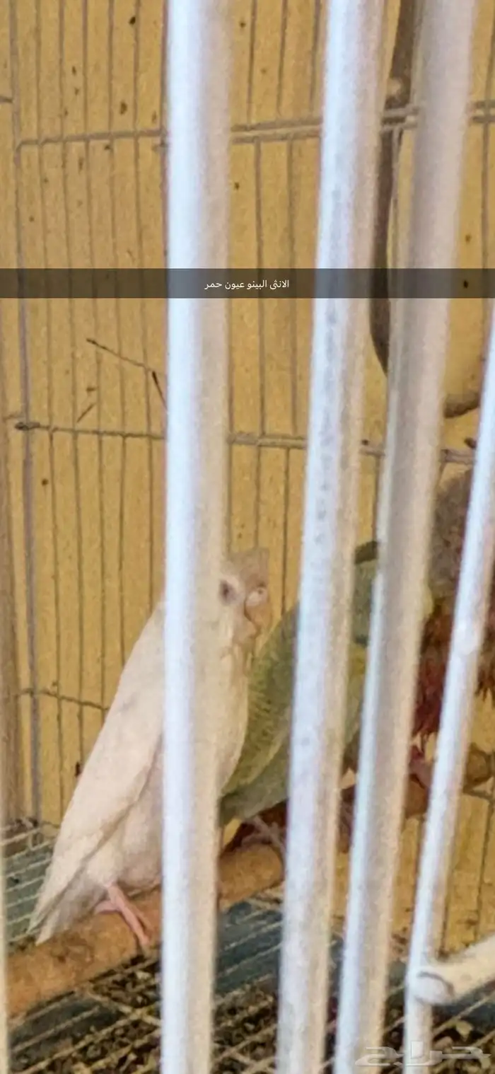 جوز بادجي فاخر مع فرخين 0