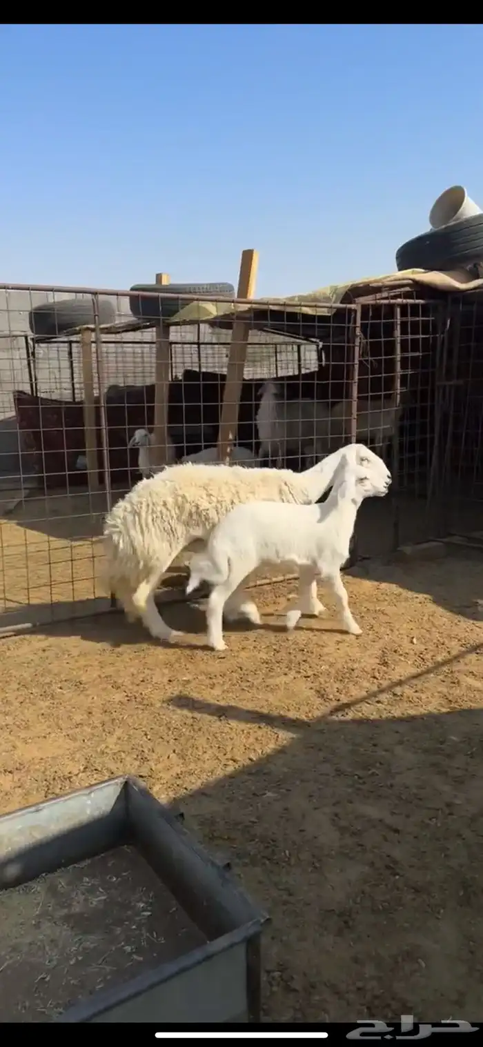 دافع خصم وخلفه حريه ومعزا حصيب 0