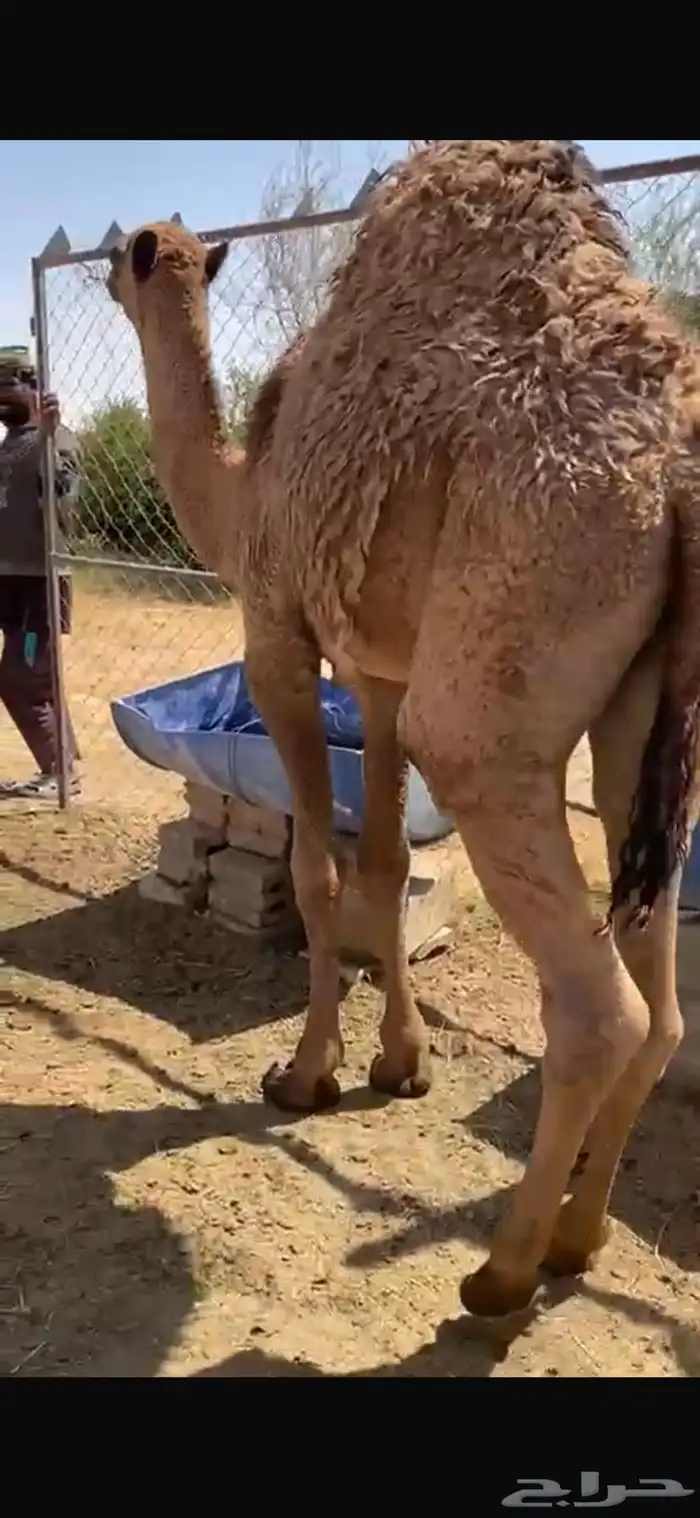 قعودين طيبه جدا الموقع غرب الافلاج ويوجد توصيل لشاري 1