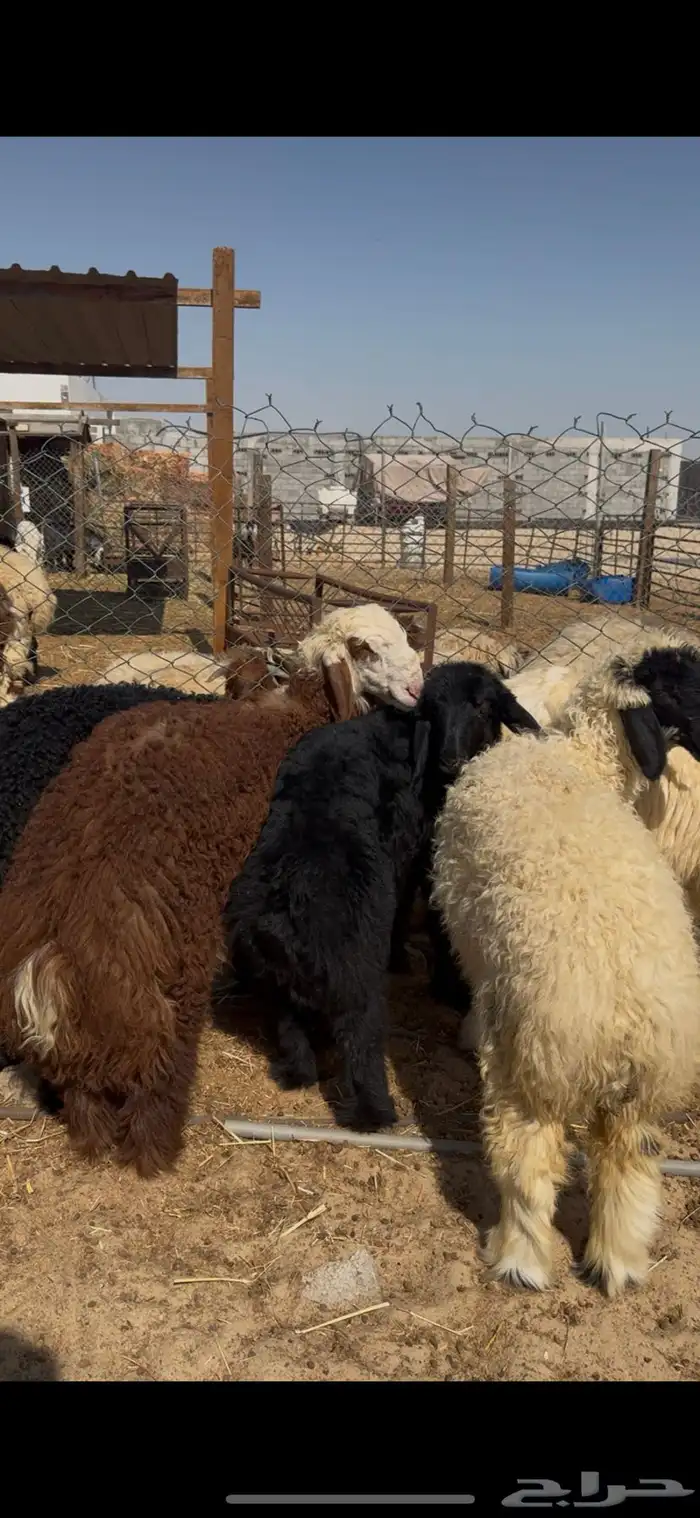 ذبايح عرب بريات ونظاف 0