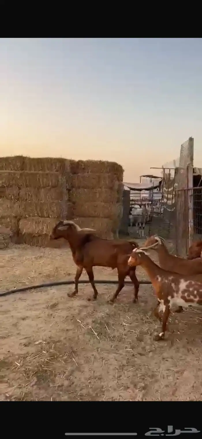 معزا دهم دفيع مراح واحد 1