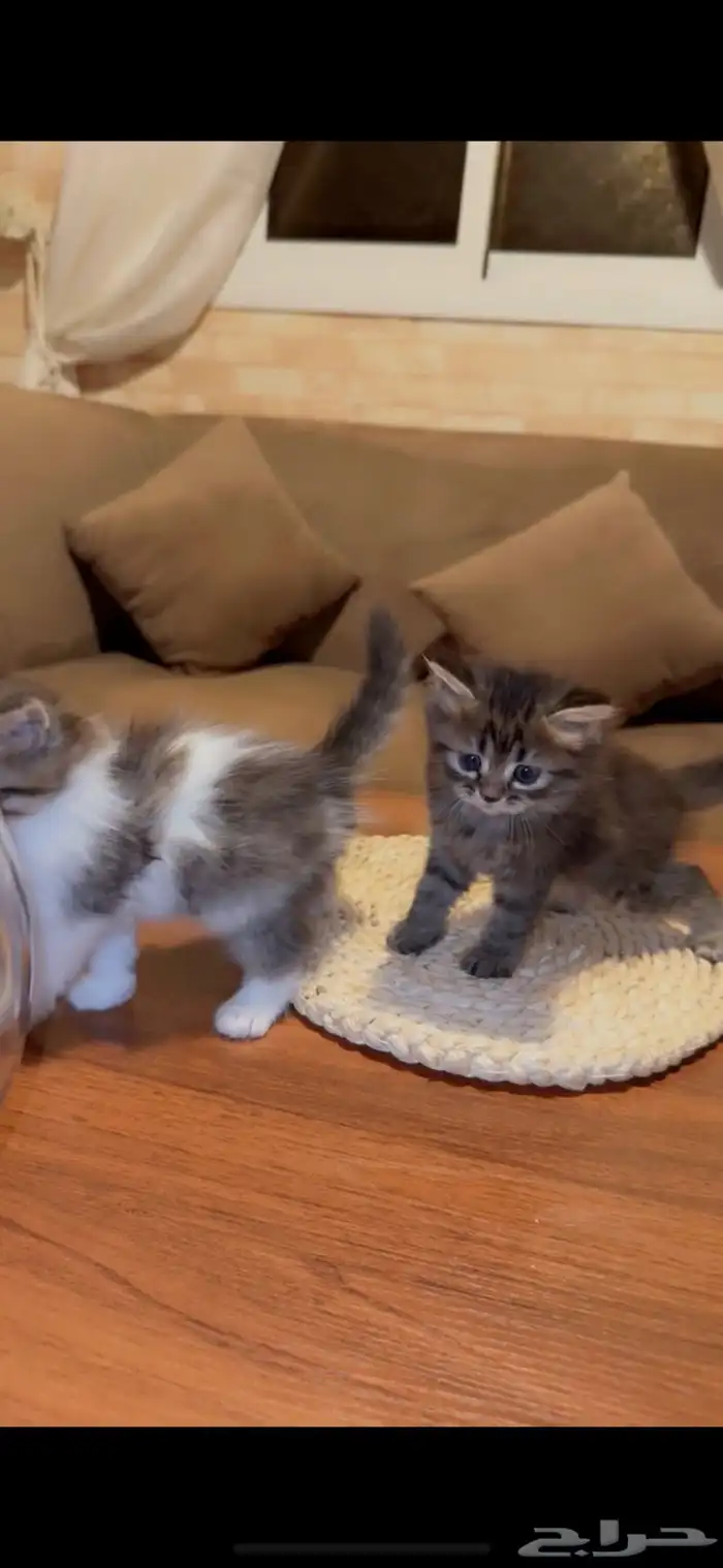 قطه شيرازي 3