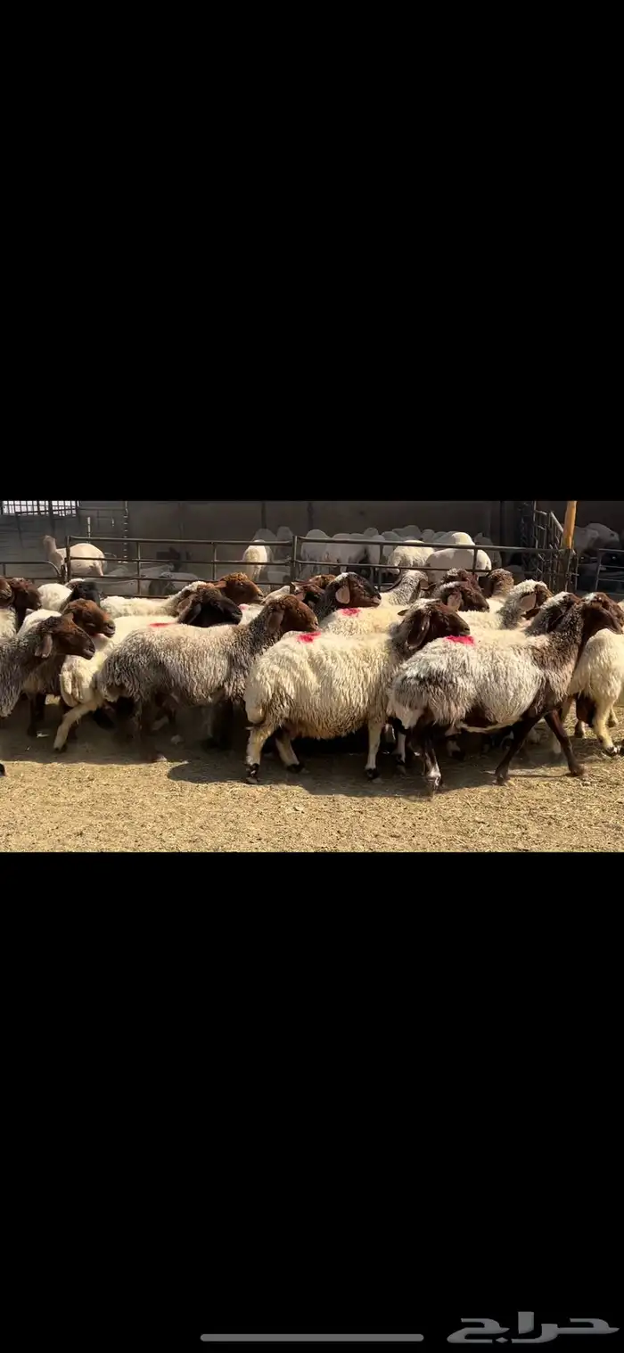 غنم نعيم شرط الدفيع . 9