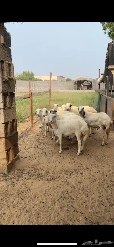 خرفان كباشه مناسبات ماشاءالله تبارك الرحمن 0