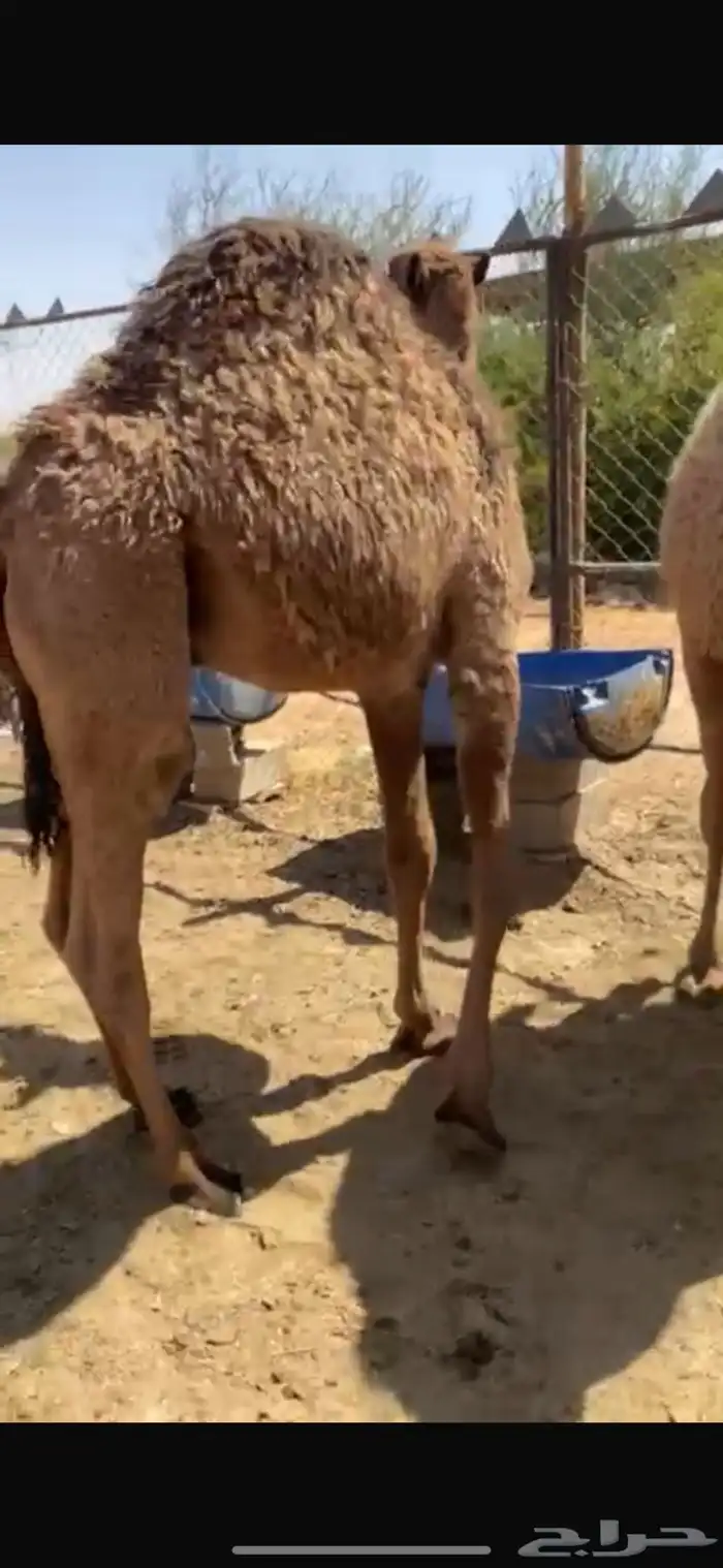 قعودين طيبه جدا الموقع غرب الافلاج ويوجد توصيل لشاري 2