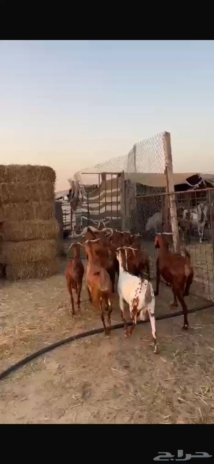 معزا دهم دفيع مراح واحد 7