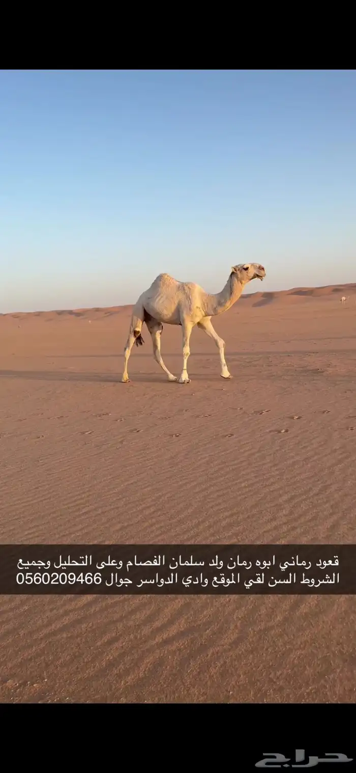 لقيه رماني طيب 0