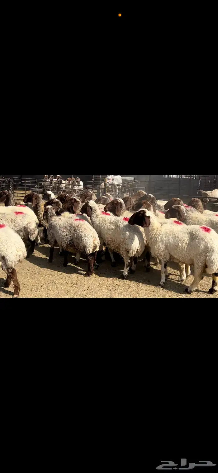 غنم نعيم شرط الدفيع . 6