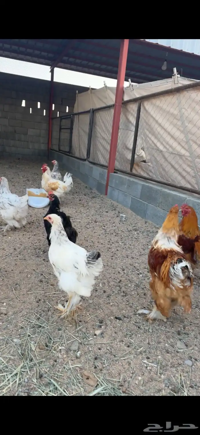 دجاج ابراهما للبيع 3
