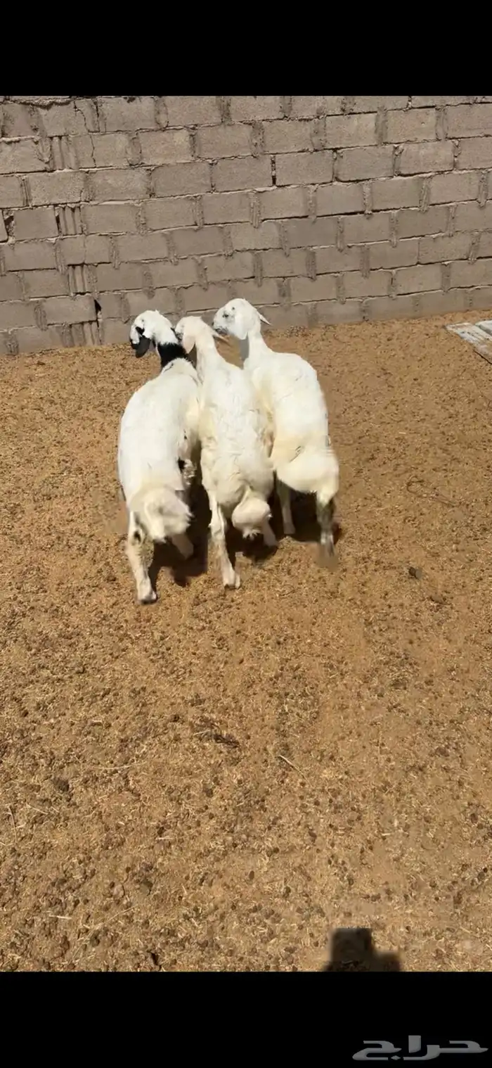 ثلاث طليان للبيع 0