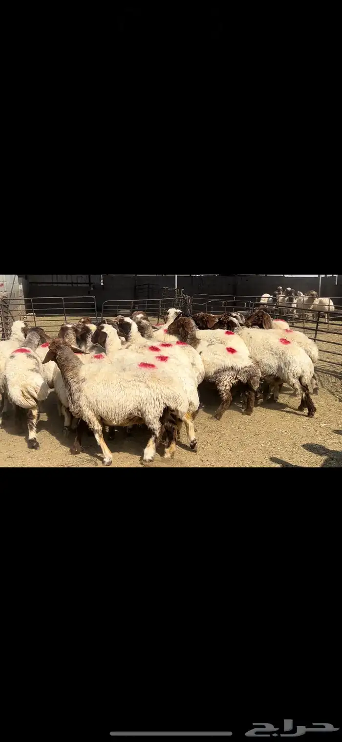 غنم نعيم شرط الدفيع . 12