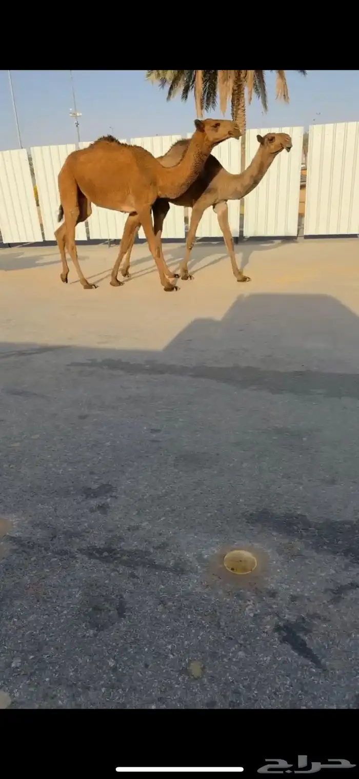 للبيع البكار العدد 5 1