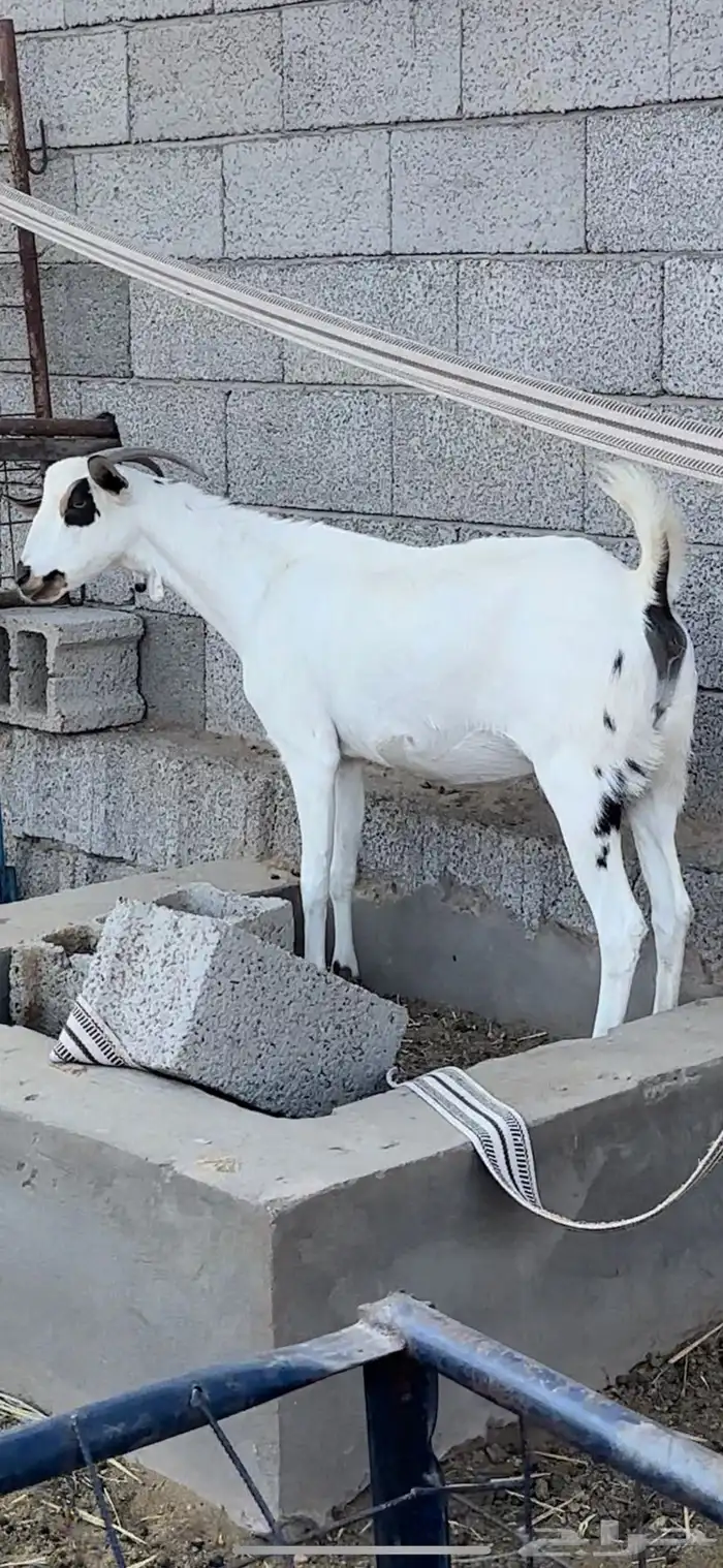 معزا بيشيات صنف الصنف 1