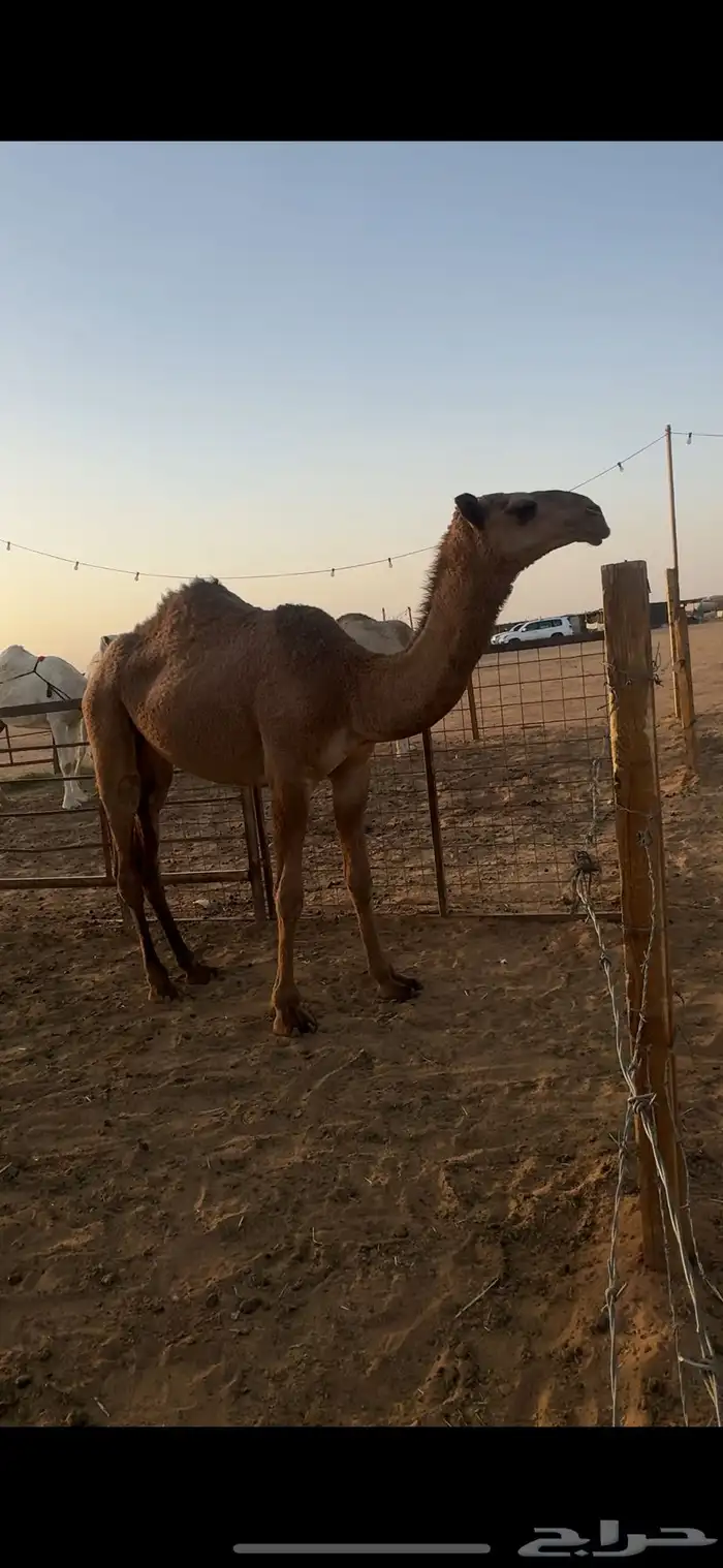 بكره شعلا 1