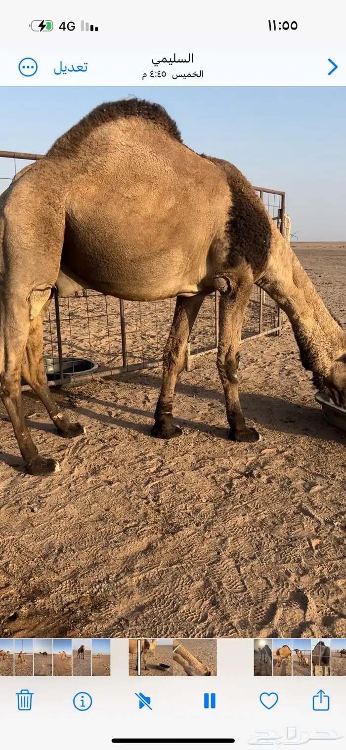 جمل اصفر 3