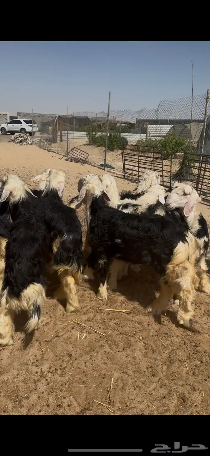 ذبايح نجدي بري فل نظيف 1
