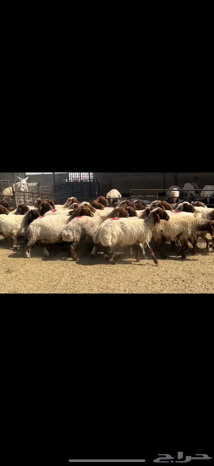 غنم نعيم شرط الدفيع . 0