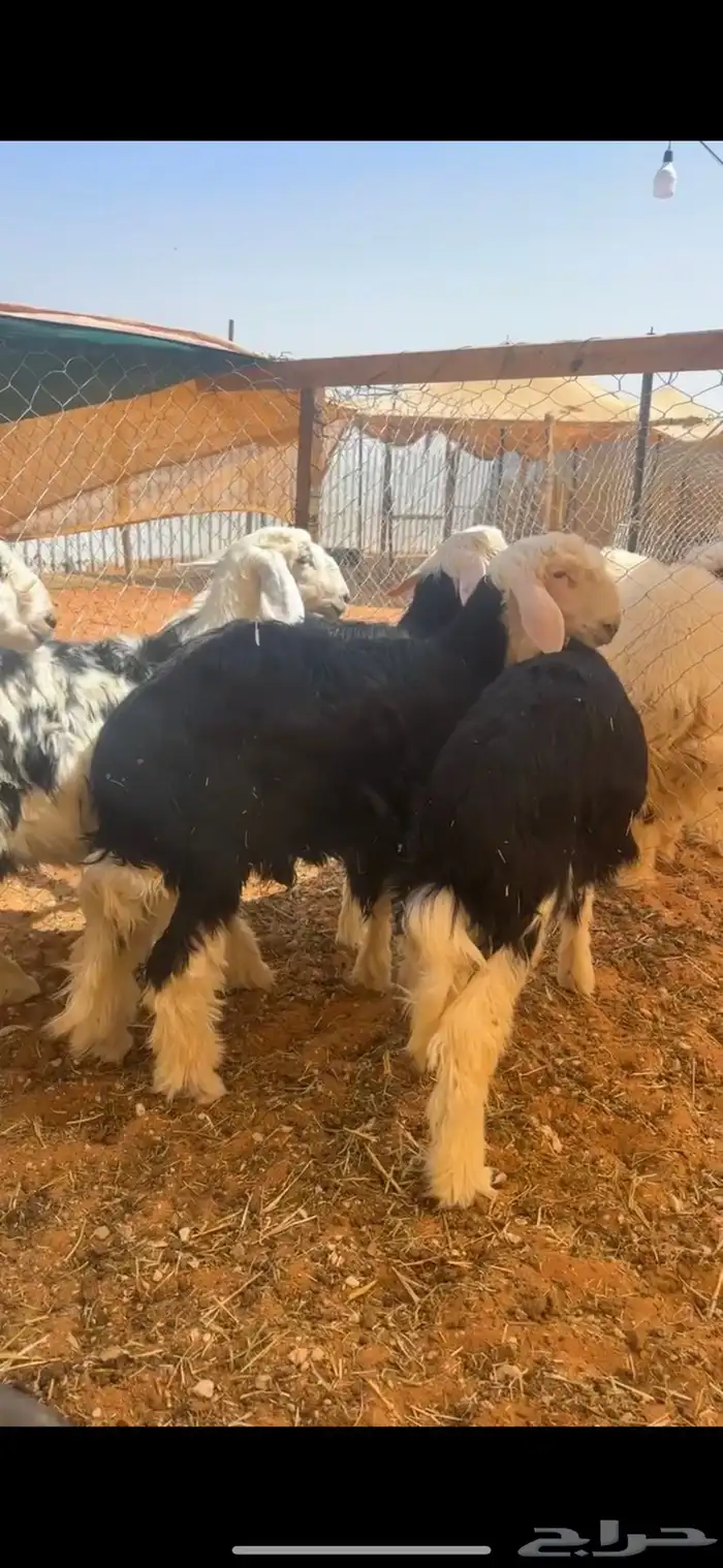 طليان نجد برية ( تم البيع ) 0