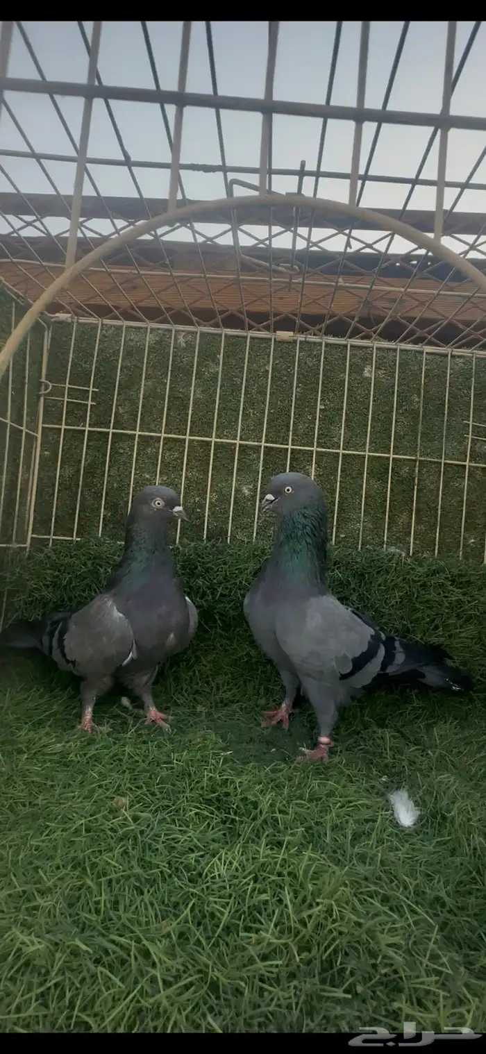 حمام باكستاني هارا 0