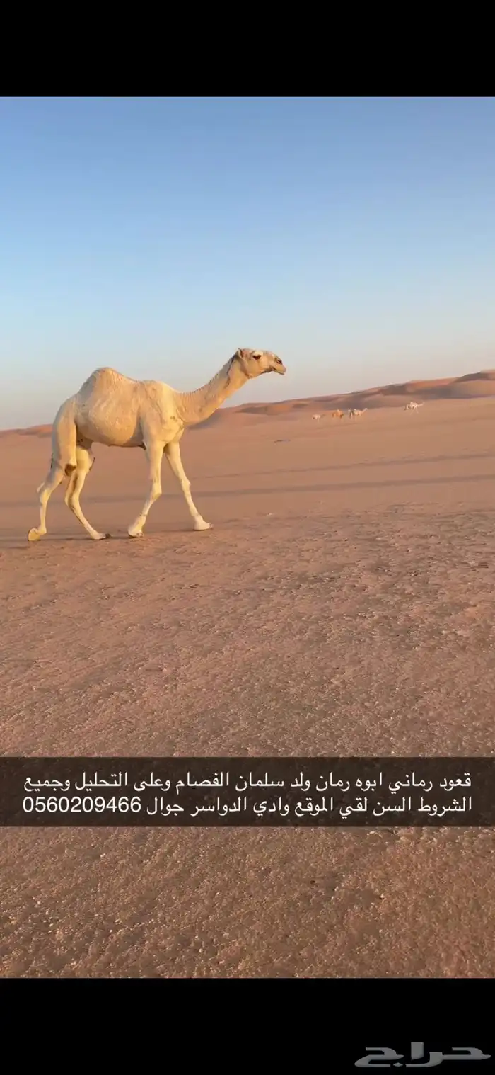 لقيه رماني طيب 2