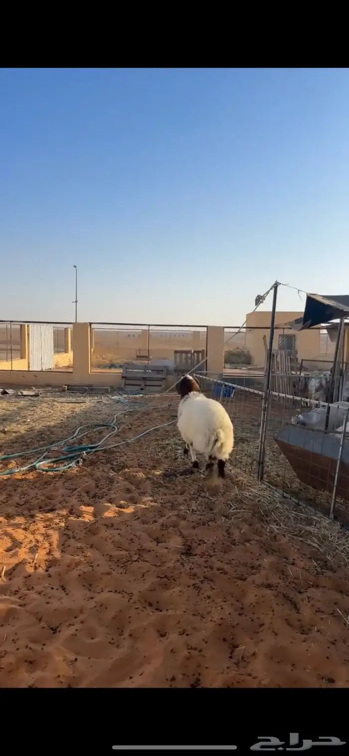 خروف فاخر 3