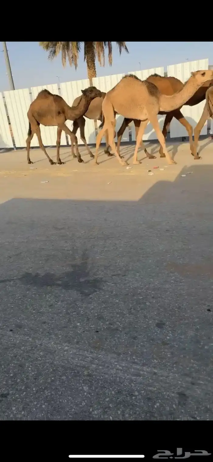 للبيع البكار العدد 5 5