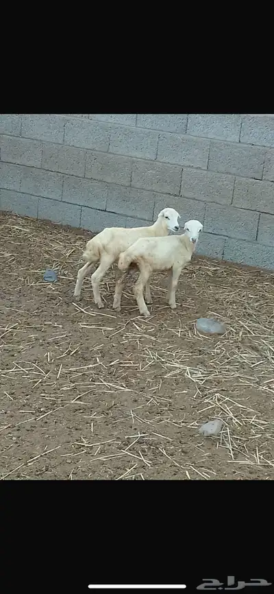 للبيع ثنتين رخيل تربيه طيبه 0