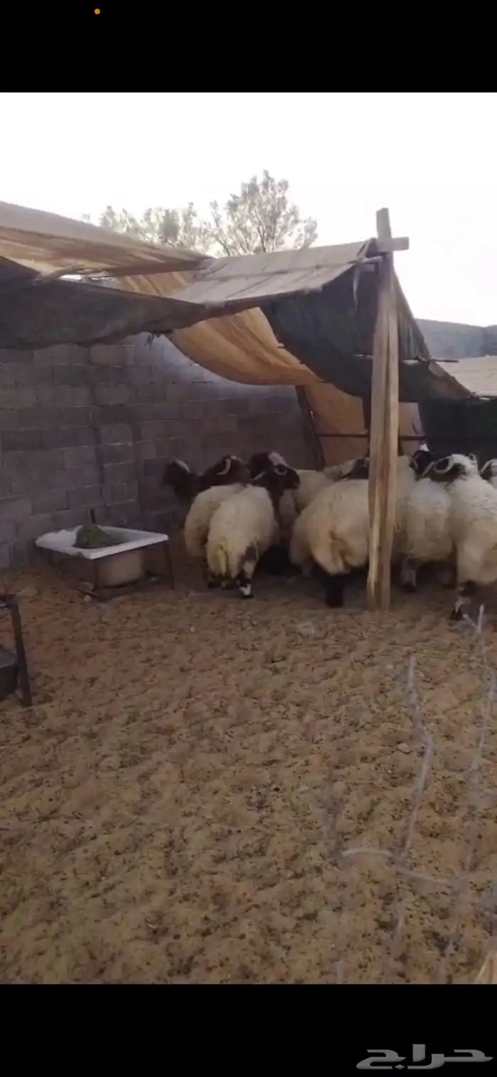 جذع نعيم جبر 1